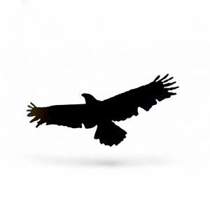 The Soaring Eagle- Metal wall Art